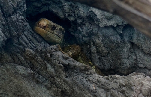 Atlanta Zoo: Lizard in log